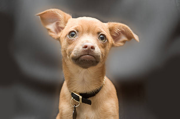 Chihuahua stock photo