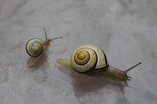 Two snails, perhaps parent and offspring, crawl slowly on a table in Southern Quebec.