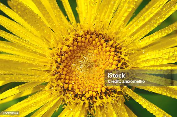 Morning Sun Stockfoto und mehr Bilder von Blume - Blume, Blütenblatt, Bunt - Farbton