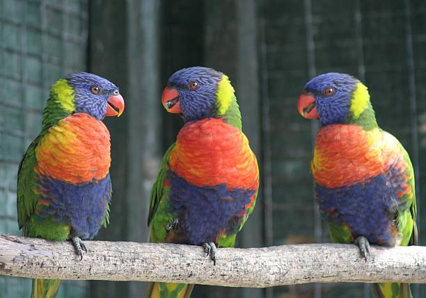 istock Three colorful parrots on a branch 139990886