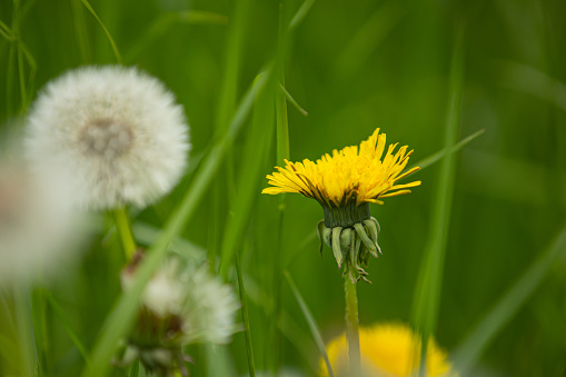 A blossom of dandelion (taraxacum) with a blurry blowball in green background