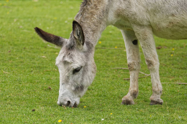istock The donkey eats grass in the meadow. 1399908905