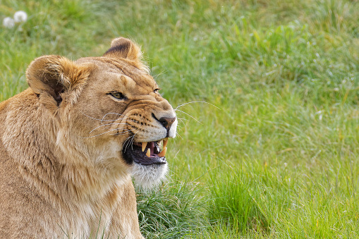 Animal park Beech Mountains. Netherlands. The grin of a lioness.