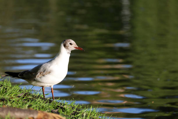 istock Seagull sitting on a grass on lake coast 1399909307