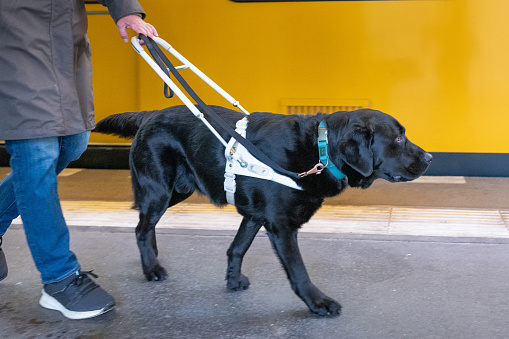 seeing eye dog leads a blind person along the railway track