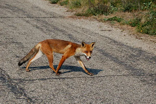 Photo of Fox