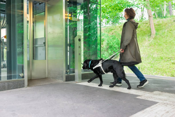 seeing eye dog leads a blind person to the lift stock photo