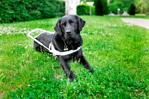 Guide dog in harness takes a break
