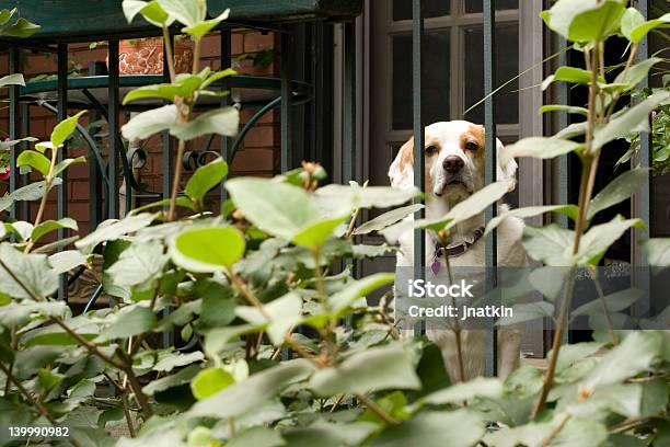 Beagle En El Patio Foto de stock y más banco de imágenes de Almohadillas - Pata de animal - Almohadillas - Pata de animal, Amistad, Animal