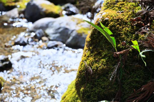 istock Mossy rocks and a beautiful stream of pure murmuring 1399910517
