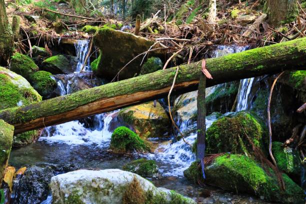 istock Mossy rocks and a beautiful stream of pure murmuring 1399910621