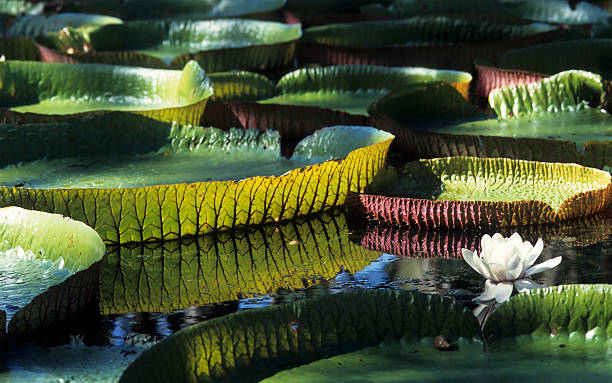 Giant Water Amazon Water Lily in the water  stock photo
