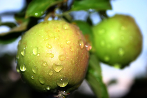 Apples hanging on a branch after a rainstorm.