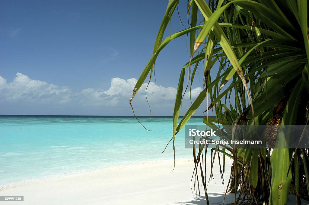 palm vista de - Foto de stock de Agua libre de derechos