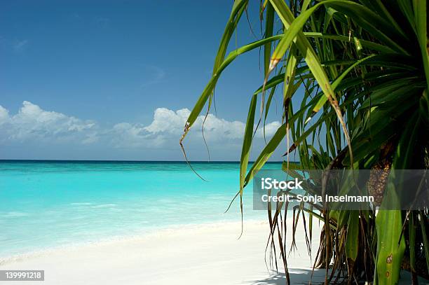 Palm Vista De Foto de stock y más banco de imágenes de Agua - Agua, Agua potable, Aire libre