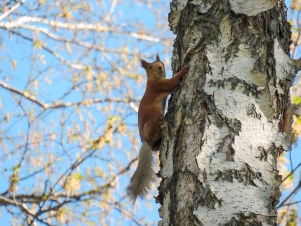 Red squirrel on the tree Red squirrel on a birch trunk, wildlife world, wild animals, flora and fauna hiding eurasian red squirrel (sciurus vulgaris) stock pictures, royalty-free photos & images