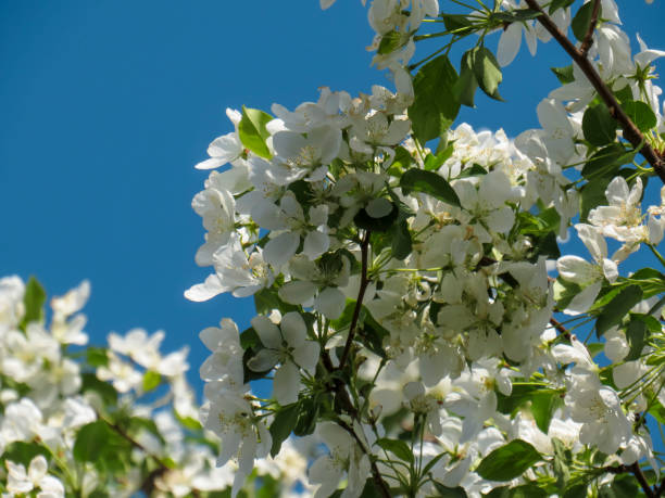 istock Low Angle View Of Flower Tree Against Blue Sky 1399912843