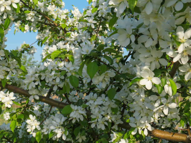 istock Flowers of the apple tree blossoms on a spring day 1399913162