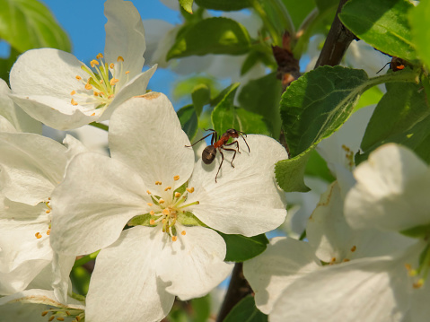 The red ant on the white flowers of the apple tree, the concept of pollination of plants by insects, symbiosis of insects and plants, the world of wildlife