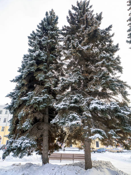 blue spruce on the city square covered with snow blue fir trees on the city square covered with snow South Ural, Chelyabinsk south ural stock pictures, royalty-free photos & images