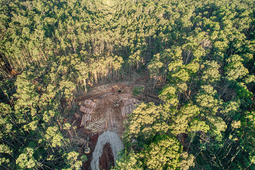 The Wombat State Forest was severely affected by a storm with high winds on 10 June 2021, Victoria, Australia. Timer harvesting operations are being undertaken to reduce forest fuel loads and wildfire risk, but there is considerable community opposition due to the environmental impacts of this activity.