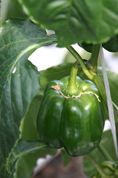 sweet green pepper stock photo