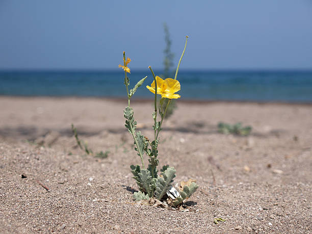 lonely flower at beach - lone fighter stock photo