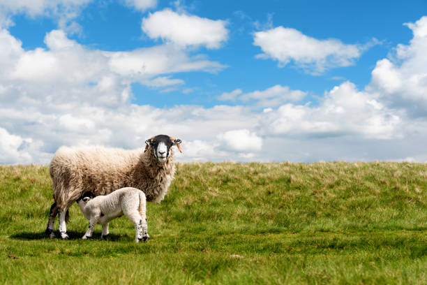 пасущиеся овцы и ягнята на лугу в пик дистрикт на фоне голубого неба - hill grass heath moor стоковые фото и изображения