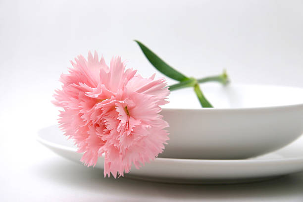 Pink carnation stock photo