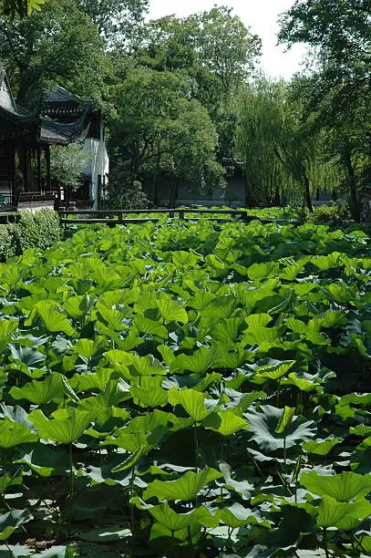 Photo of Lotus pond