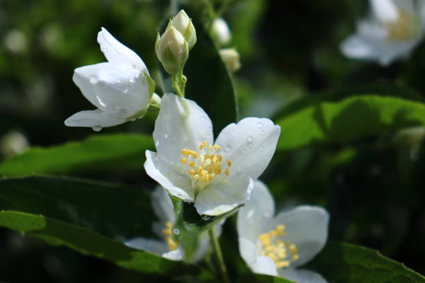 istock Sweet Mock Orange (Philadelphus coronarius) white spring flowers 1399916955