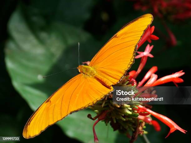 Photo libre de droit de Papillon 1 banque d'images et plus d'images libres de droit de Diptère - Diptère, Faune, Fleur - Flore