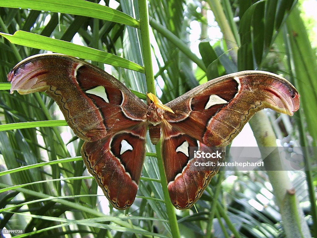 Mariposa 5 - Foto de stock de Aire libre libre de derechos