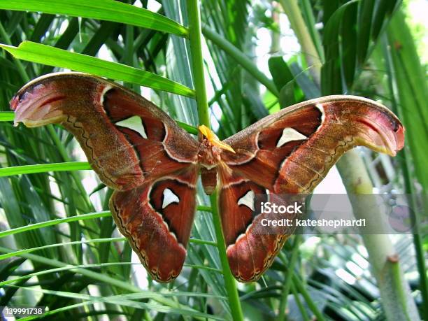 Foto de 5 e mais fotos de stock de Animal - Animal, Borboleta, Canteiro de Flores