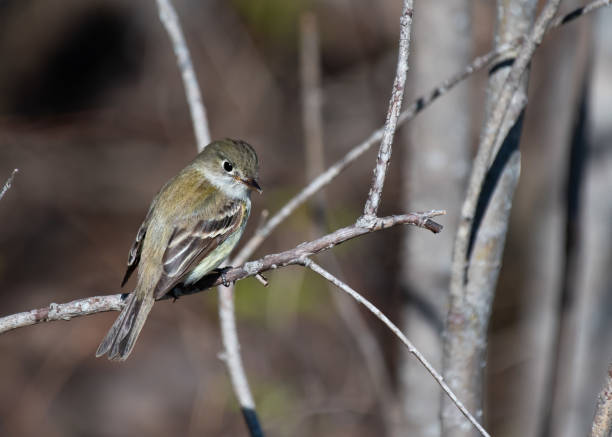 Yellow-bellied Flycatcher