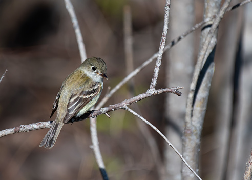 Photograph of a male Yellow-bellied Flycatcher (Empidonax flaviventris) perched on a tiny tree branch in spring.  Photographed in southern Manitoba.