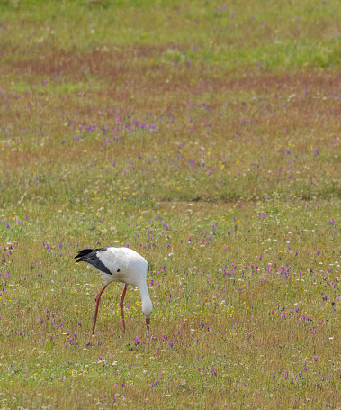 A wild White Stork, Ciconia ciconia, feeding in a flower meadow in Extremadura, Spain.