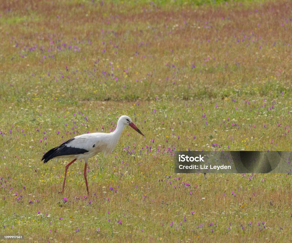 White Stork, Ciconia ciconia, walking in a flower meadow A wild White Stork, Ciconia ciconia, walking in a flower meadow in Extremadura, Spain, looking for prey items. Animals In The Wild Stock Photo