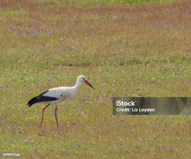 White Stork Ciconia Ciconia Walking In A Flower Meadow Stock Photo - Download Image Now