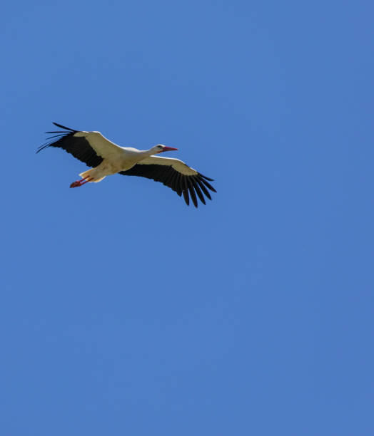 istock A White Stork, Ciconia ciconia, flying aganst a clear, blue sky. 1399917567