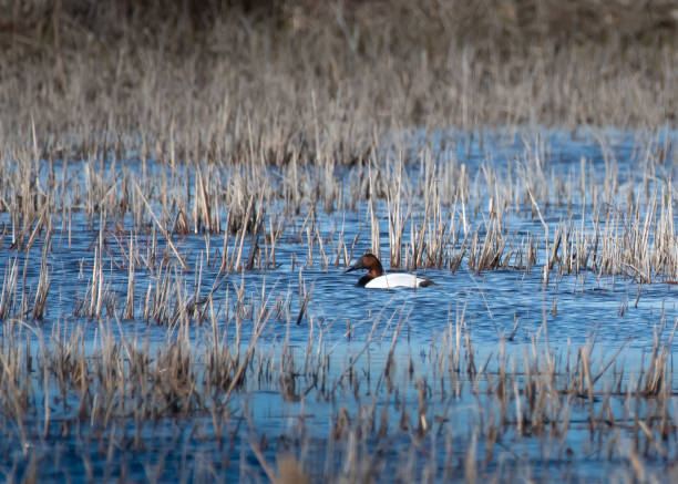 The Canvasback Photograph of a male Canvasback (Aythya valisineria) duck swimming in Manitoba wetlands. male north american canvasback duck aythya valisineria stock pictures, royalty-free photos & images