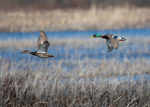 Photograph of a male and female Mallard duck (Anas platyrhynchos) in flight over a marsh/wetlands in spring.  Photograph taken in southern Manitoba.