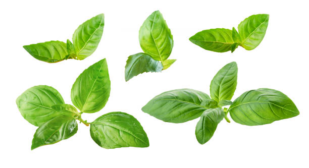 istock fresh green basil leaves 1399918645