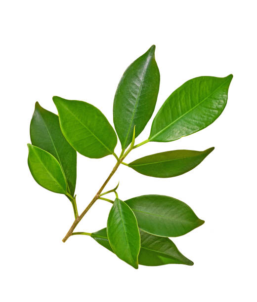 istock green leaves isolated on white background 1399918663