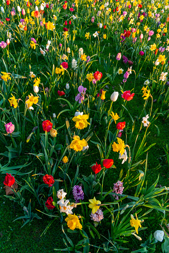 Multicolored tulips on a flowerbed in a park on a spring sunny day.