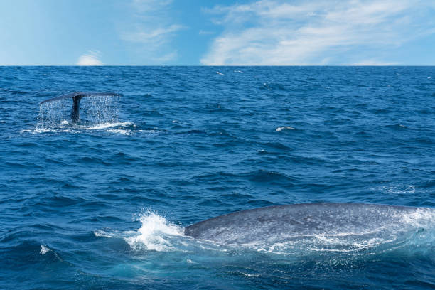 istock Whale back and tail in Indian ocean blue water, Sri Lanka 1399918903