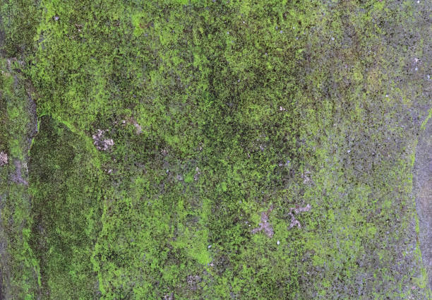 istock Green natural wall with moss-covered background texture 1399918916