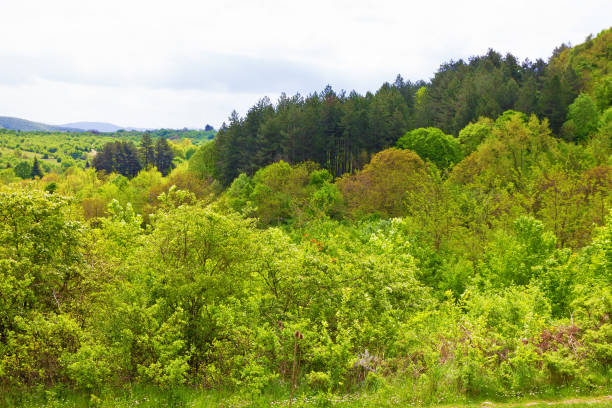 istock Green forest trees landscape, Bulgaria 1399918990