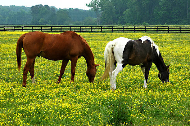 Grazing In Buttercups stock photo