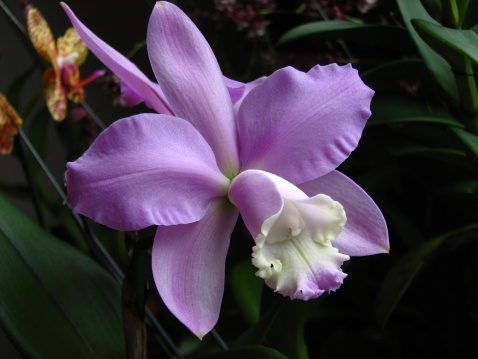 beautiful pink color cattleya species, waxy and long lasting flower with fragrant.